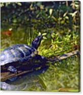 Red Eared Slider Turtle With Reflection Canvas Print