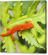 Red Eft Eastern Newt Canvas Print