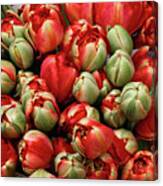 Red Elegant Blooming Tulips Canvas Print