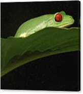 Red Eye Frog Canvas Print