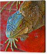 Red Eyed Iguana Photo Canvas Print