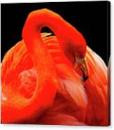 Red Flamingo Art Photography - Birds Wall Art Prints Canvas Print