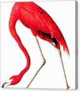 Red Flamingo From Audubon Canvas Print