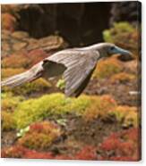 Red-footed Booby In Flight Canvas Print