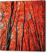 Red Forest Of Sunlight Canvas Print