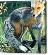 Red Fox- Caught In The Moment Canvas Print