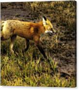 Red Fox In Yellowstone Canvas Print