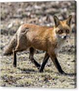Red Fox Profile Walking Canvas Print