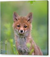 Red Fox Pup Canvas Print