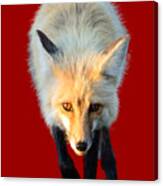 Red Fox Shirt Canvas Print