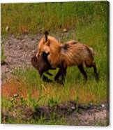 Red Fox With Breakfast Canvas Print