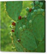 Red Fruit Edged Prickly Pear Canvas Print