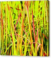 Red Green And Yellow Grass Canvas Print