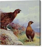 Red Grouse On The Moor, 1917 Canvas Print