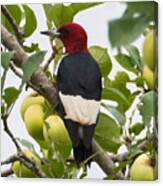 Red-headed Woodpecker Canvas Print
