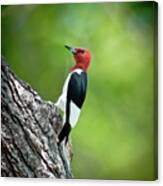Red Headed Woodpecker Portrait Canvas Print