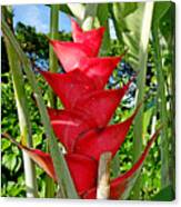 Red Heliconia Canvas Print