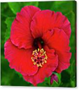 Red Hibiscus H11 Canvas Print