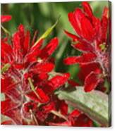 Red Indian Paint Brush Canvas Print