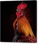 Red Jungle Fowl Rooster Canvas Print