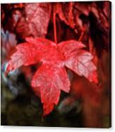 Red Leaf Canvas Print