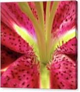 Red Lily Closeup Canvas Print