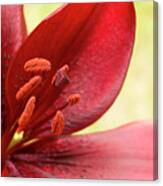 Red Lily For Wealth And Prosperity. Canvas Print