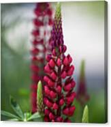 Red Lupins Canvas Print