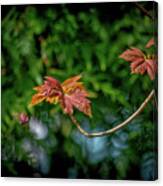 Red Maple Leaves Canvas Print