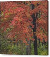 Red Maple Tree Canvas Print