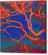 Red Oak Twilight Canvas Print