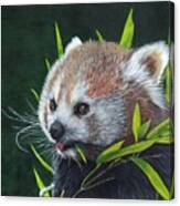 Red Panda Canvas Print