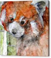 Red Panda Portrait Canvas Print