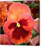 Red Pansy. Canvas Print
