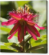 Red Passion Flower Canvas Print