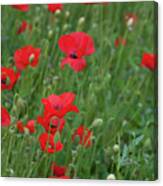 Red Poppie Anemone Field Canvas Print