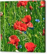Red Poppies Canvas Print