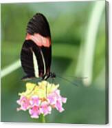 Red Postman Butterfly Heliconius Erato Cyrbia Canvas Print