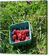 Red Raspberries And Green Grass Canvas Print