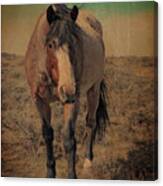 Red Roan And Sage Brush Canvas Print