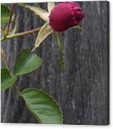 Red Rose Bud Canvas Print