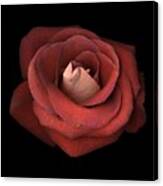 Red Rose Canvas Print