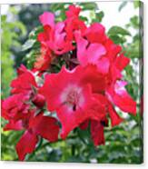 Red Roses Canvas Print