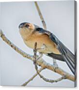Red-rumped Swallow Canvas Print