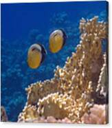 Red Sea Exquisite Butterflyfish Canvas Print