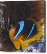 Red Sea Twoband Anemonefish 2 Canvas Print