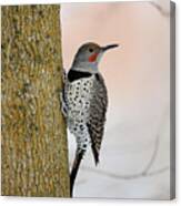 Red Shafted Northern Flicker Canvas Print