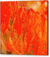 Red Split Leaf Sumac Leaves Canvas Print