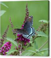 Red-spotted Purple Butterfly On Butterfly Bush Canvas Print