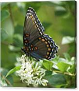 Red-spotted Purple Butterfly On Privet Flowers 2 Canvas Print